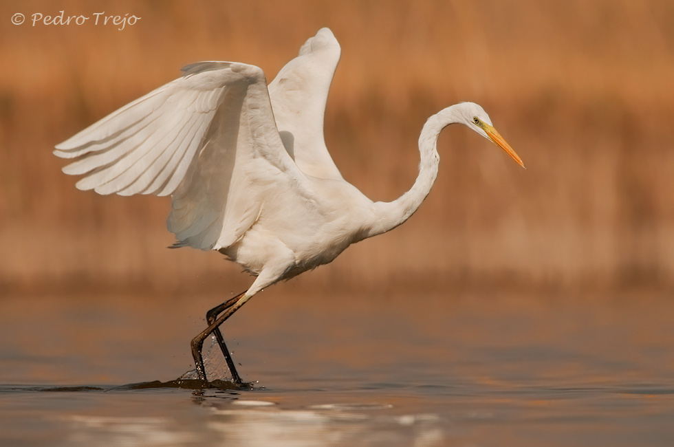 Garceta grande (Egretta alba)